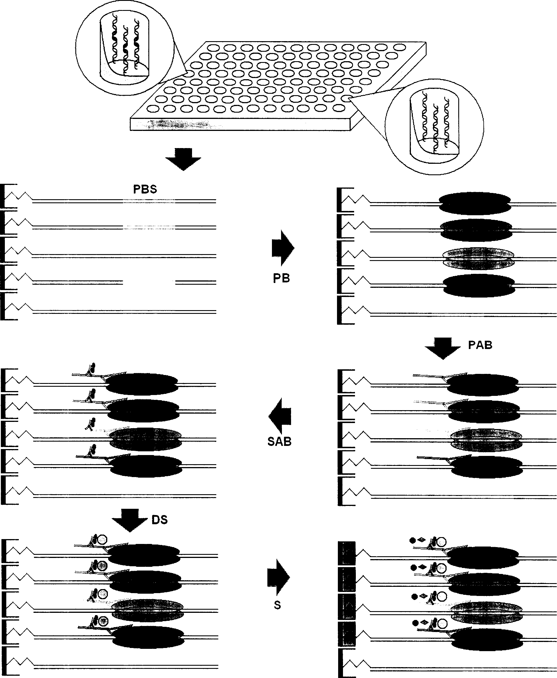 Detection of transcription factor protein by double chain RNA molecule fixed to coated micro-plate