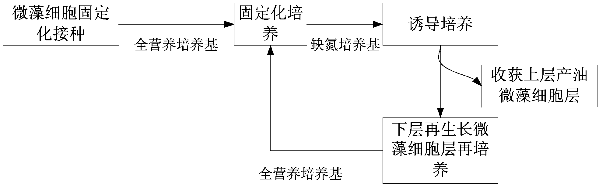 Method for producing oil through immobilized culture of microalgae