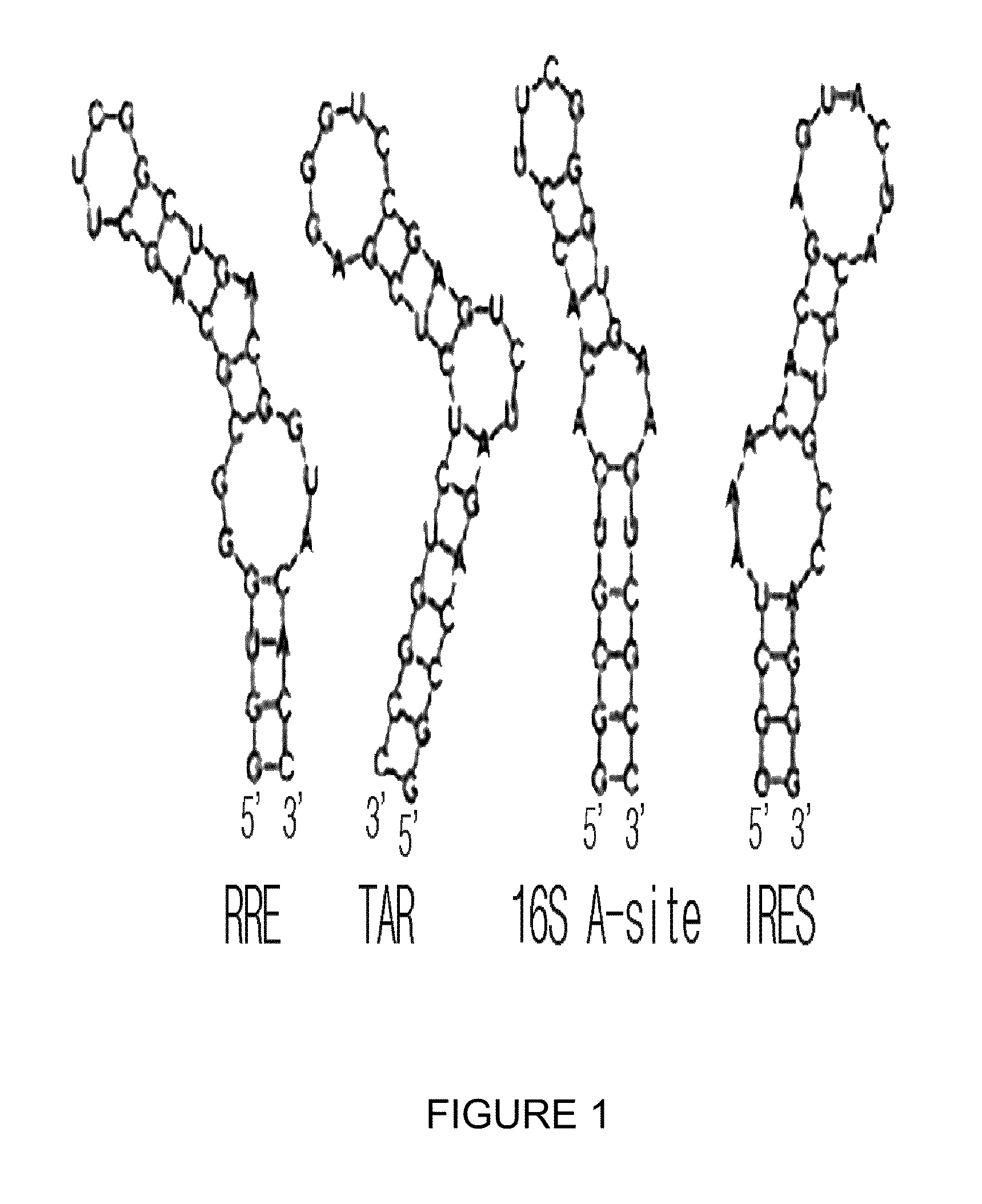 Process for screening of a binding amphiphilic peptides specific for hairpin RNA