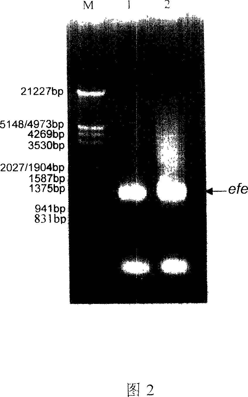 Green Trichderma of generating ethylene and culturing method therefor