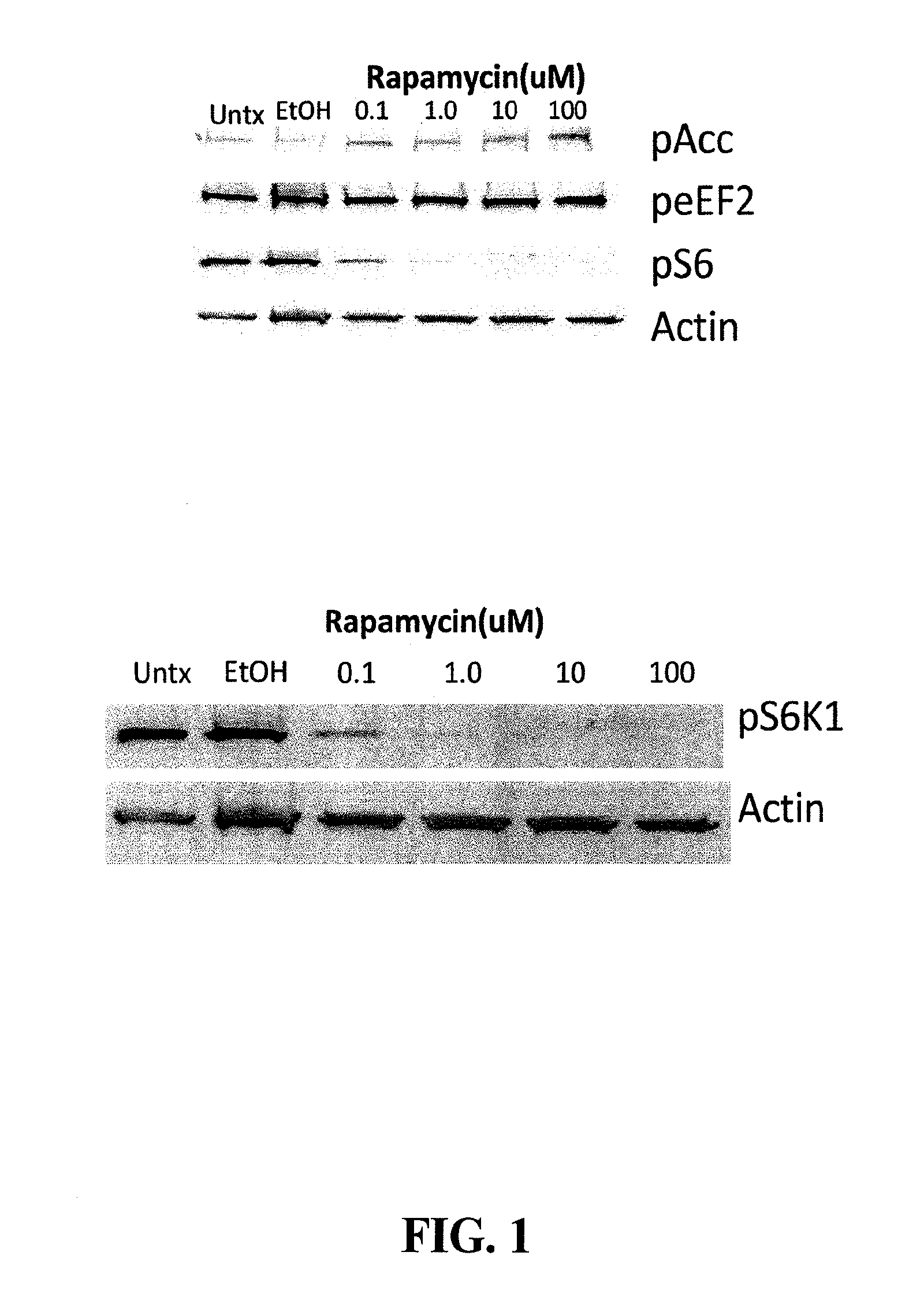 Compositions and methods for treatment of vitiligo
