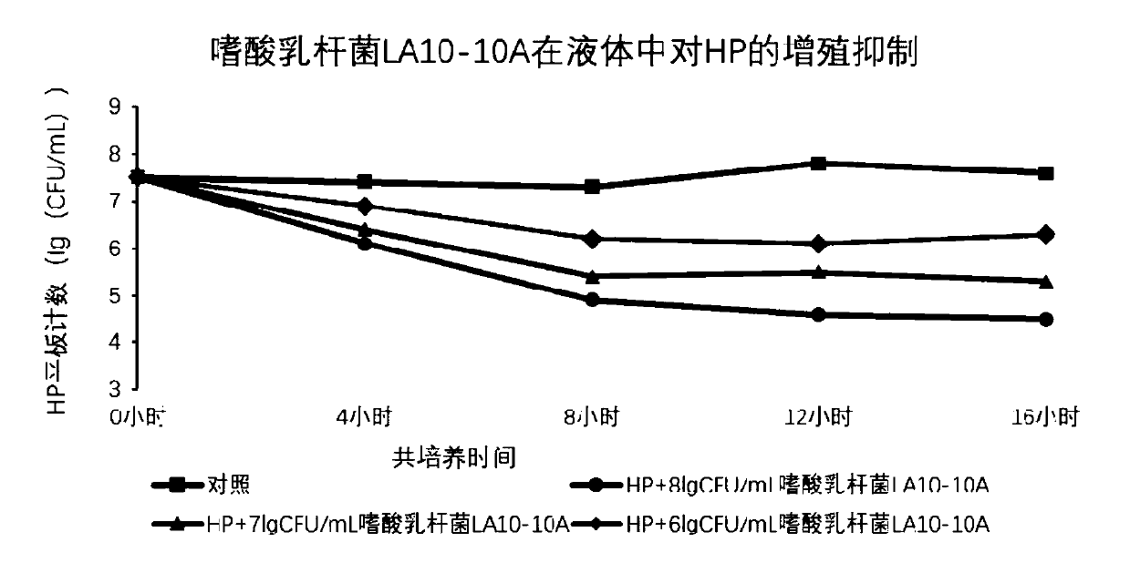 Lactobacillus acidophilus LA-10A capable of inhibiting helicobacter pylori and application thereof