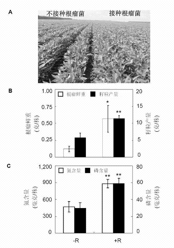 Phosphorus transportprotein gene GmPT5 related to phosphorus transport of soybean nodulation and application thereof