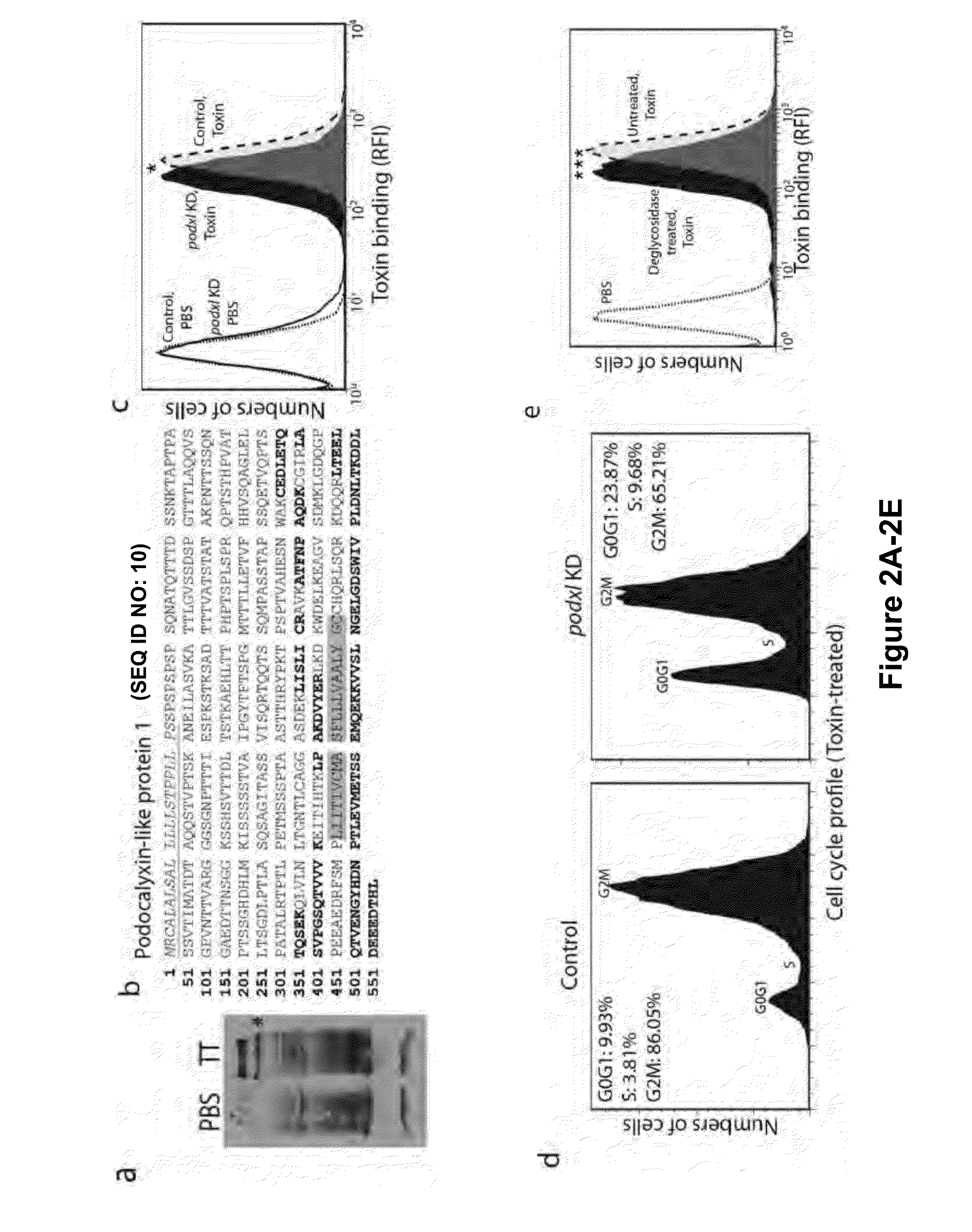 Compositions and Methods for Preventing and Treating Salmonella Typhi and Salmonella Paratyphi Infection