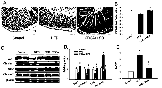 Application of chenodeoxycholic acid in improving intestinal barrier function damage in animals