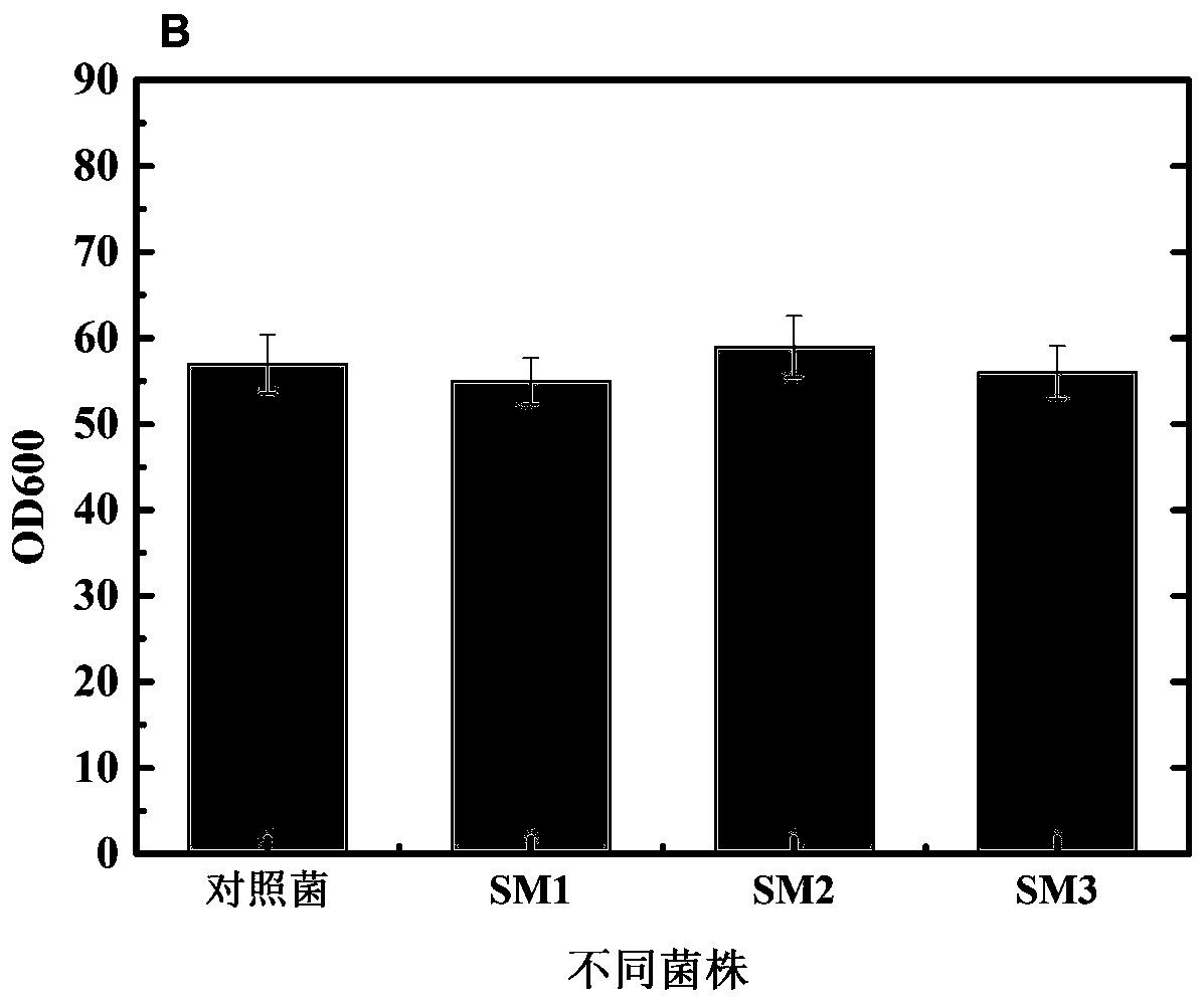Precorrin-2c(20)-methyltransferase mutants, mutant genes and their role in the production of vitamin b  <sub>12</sub> application in
