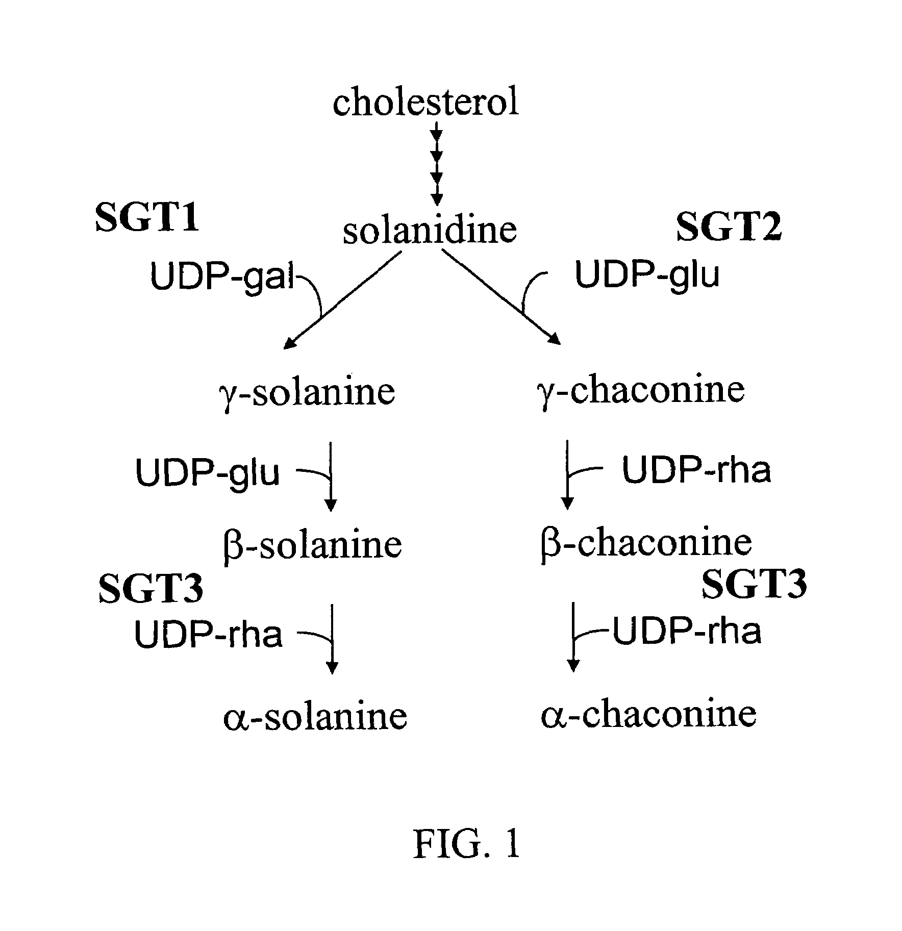 Solanum tuberosum beta-solanine/beta-chaconine rhamnosyl transferase sequences and uses thereof