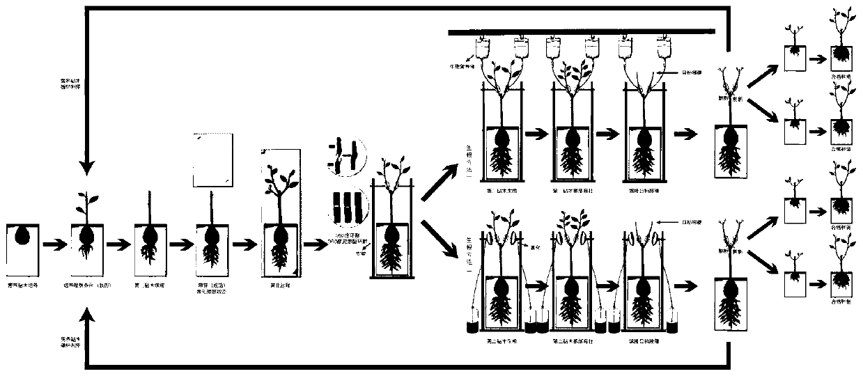 Cultivation method of clonal avocado seedling