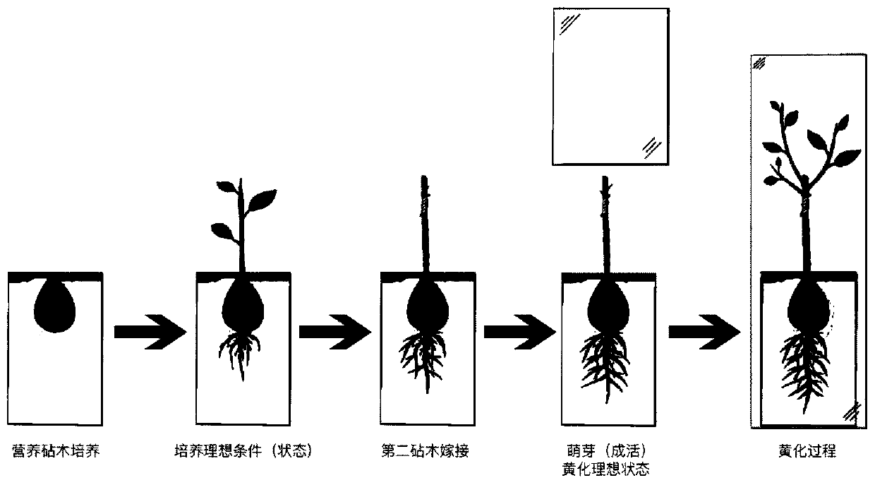 Cultivation method of clonal avocado seedling