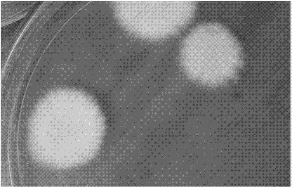Method for obtaining Rosellinia sp.fungi imperfecti spore-free mycete capable of producing PF1022