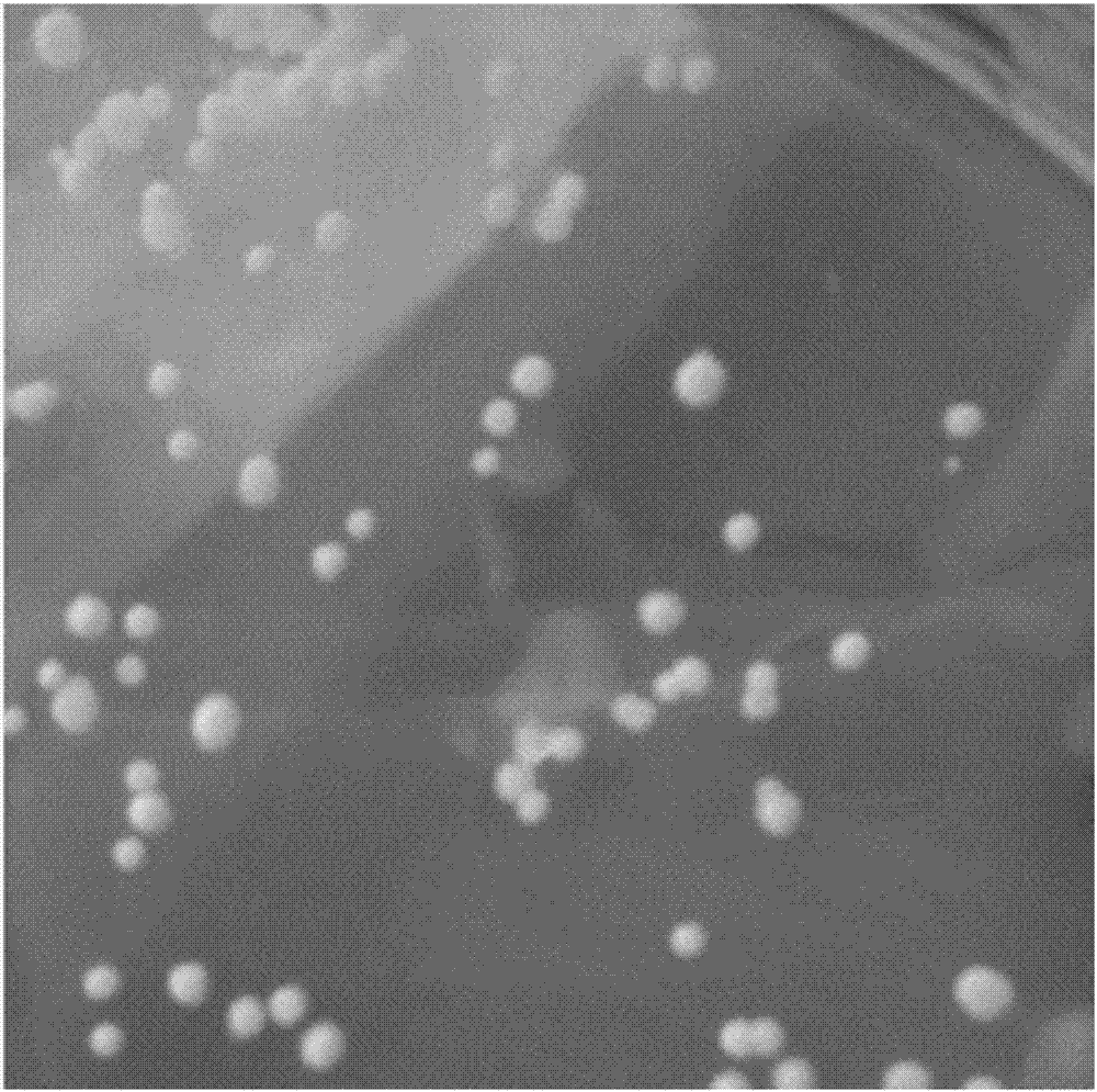 Method for obtaining Rosellinia sp.fungi imperfecti spore-free mycete capable of producing PF1022