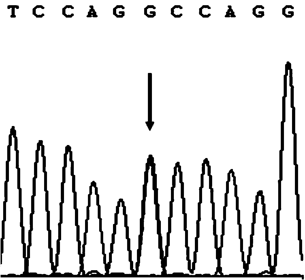 Genetic marker related to growth trait of goat and application thereof