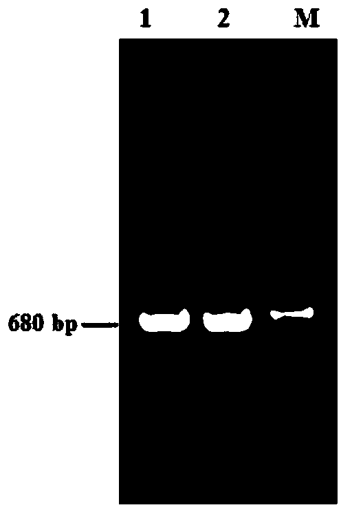 Genetic marker related to growth trait of goat and application thereof