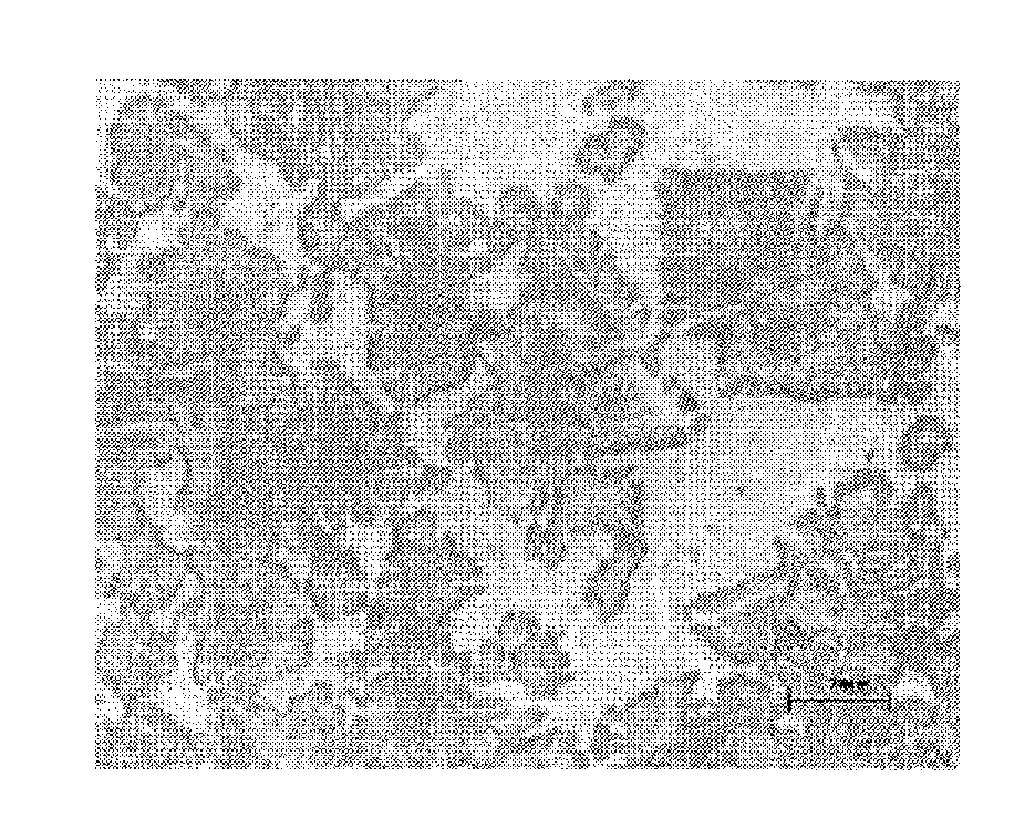 CO3W3C Fishbone-Like Hard Phase-Reinforced Fe-Based Wear-Resistant Coating and Preparation Thereof