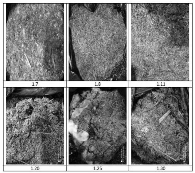 Irpex lacteus and application of Irpex lacteus in degradation of waste branches in orchard