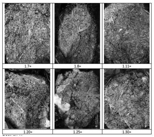 Irpex lacteus and application of Irpex lacteus in degradation of waste branches in orchard