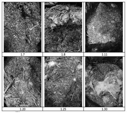 Irpex lacteus and application of Irpex lacteus in degradation of waste branches in orchard