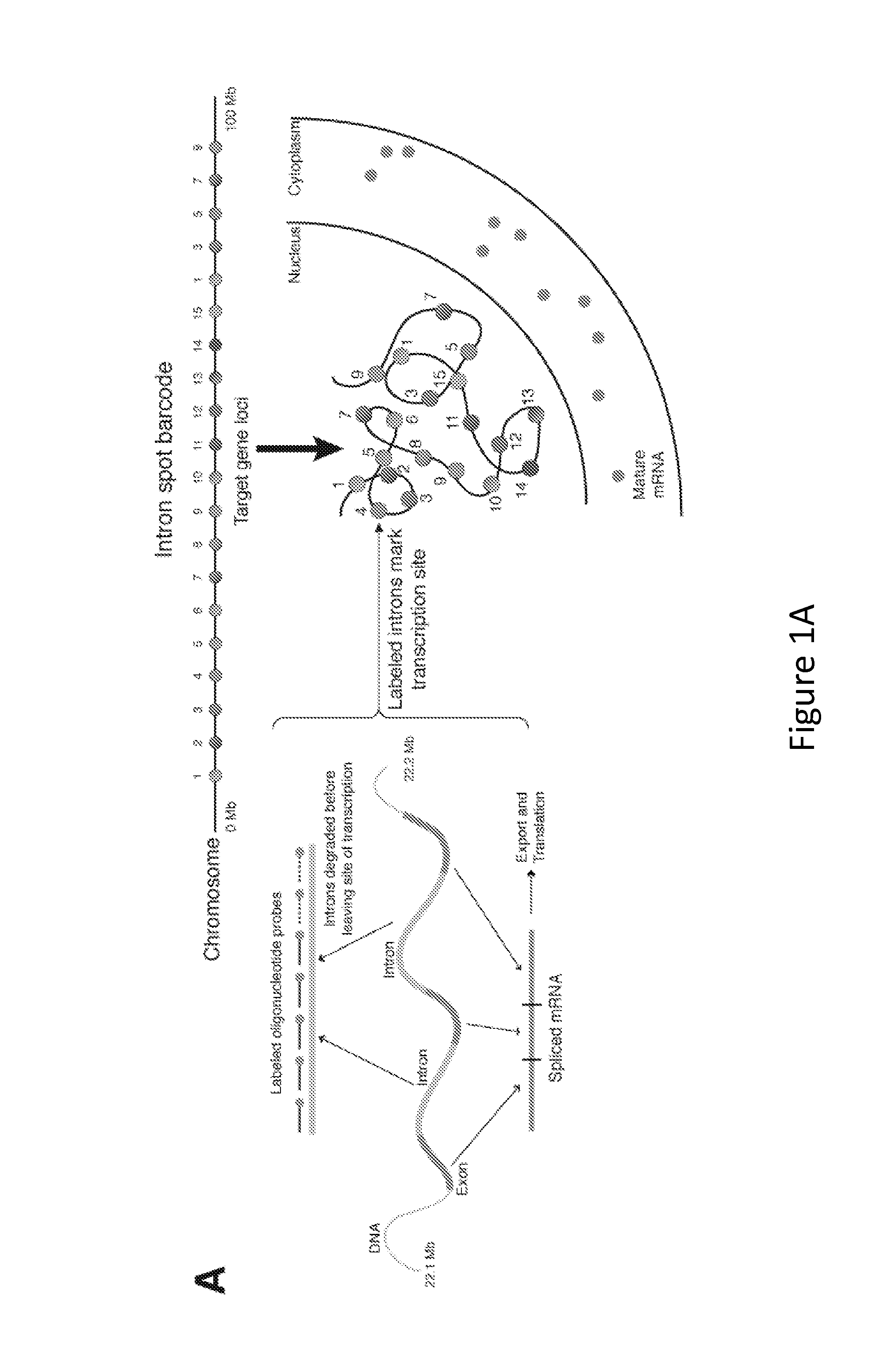 Method for Detecting Chromosome Structure and Gene Expression Simultaneously in Single Cells