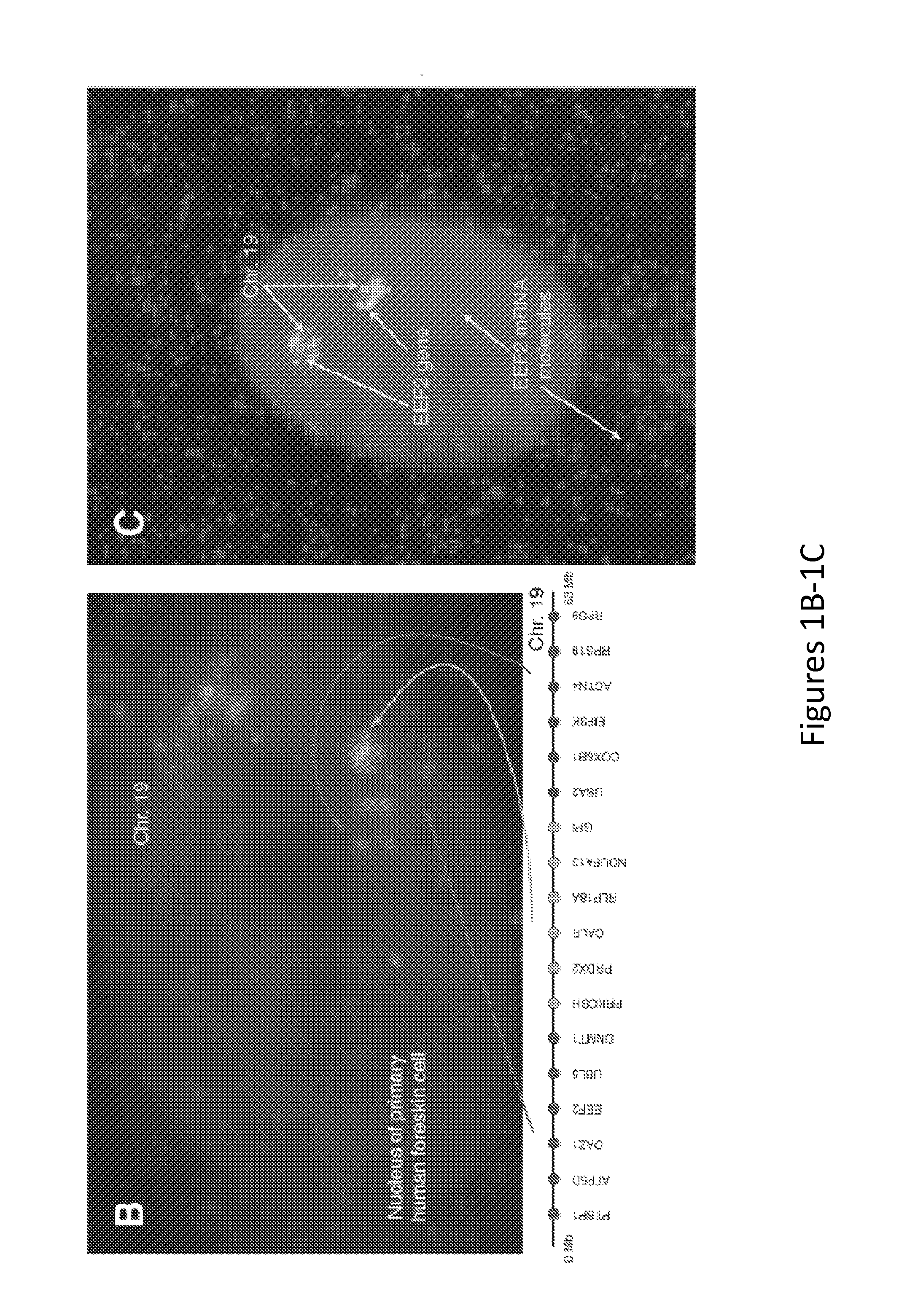 Method for Detecting Chromosome Structure and Gene Expression Simultaneously in Single Cells