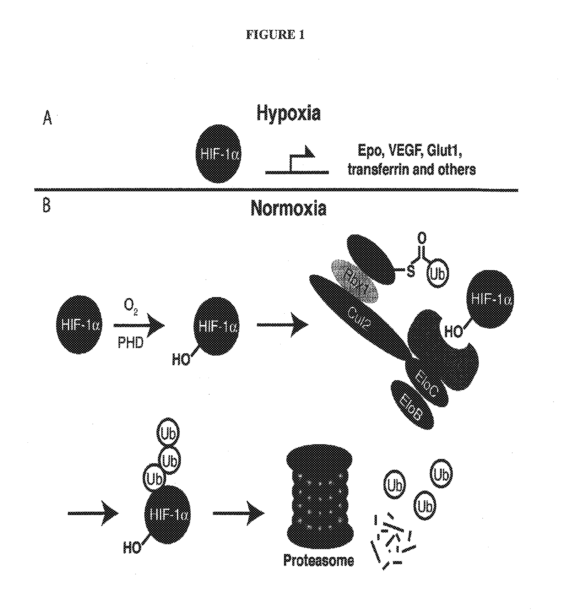 Compounds and methods for the enhanced degradation of targeted proteins