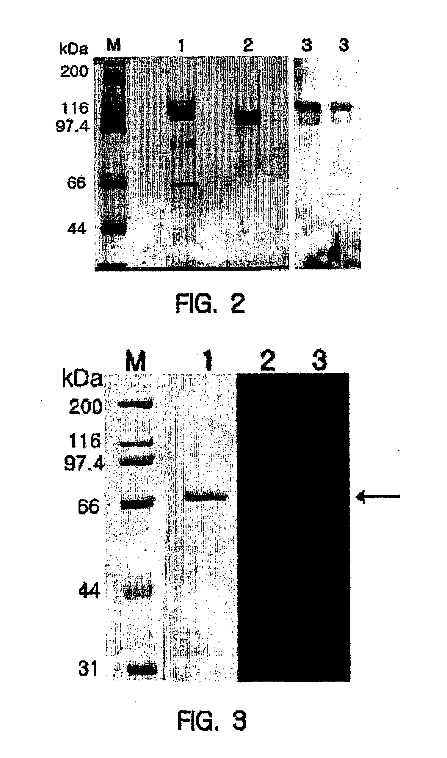 Protein with activity of hydrolyzing amylopectin, starch, glycogen and amylose, gene encoding the same, cell expressing the same, and production method thereof