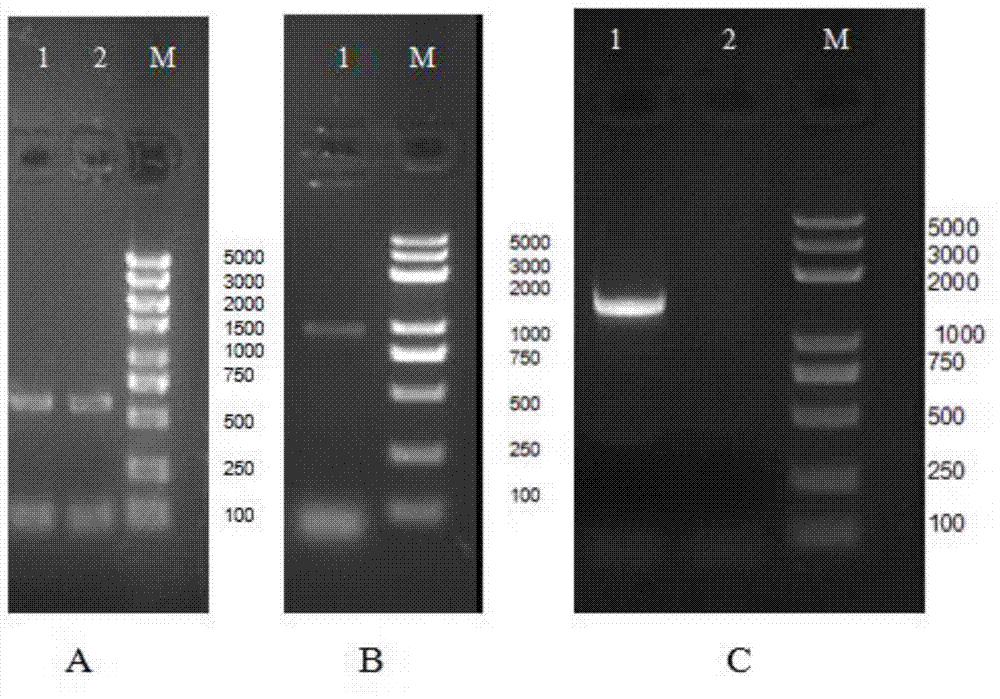 Method for cultivating long-storage tomato plants by virtue of silent tomato gene SlNZG