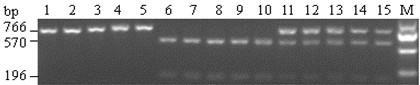 Primers and Application of Detecting Sulfonylurea Herbicide Resistance Gene bnals3r in Brassica napus