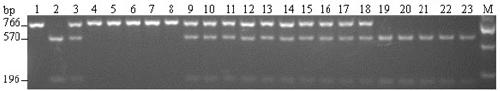 Primers and Application of Detecting Sulfonylurea Herbicide Resistance Gene bnals3r in Brassica napus