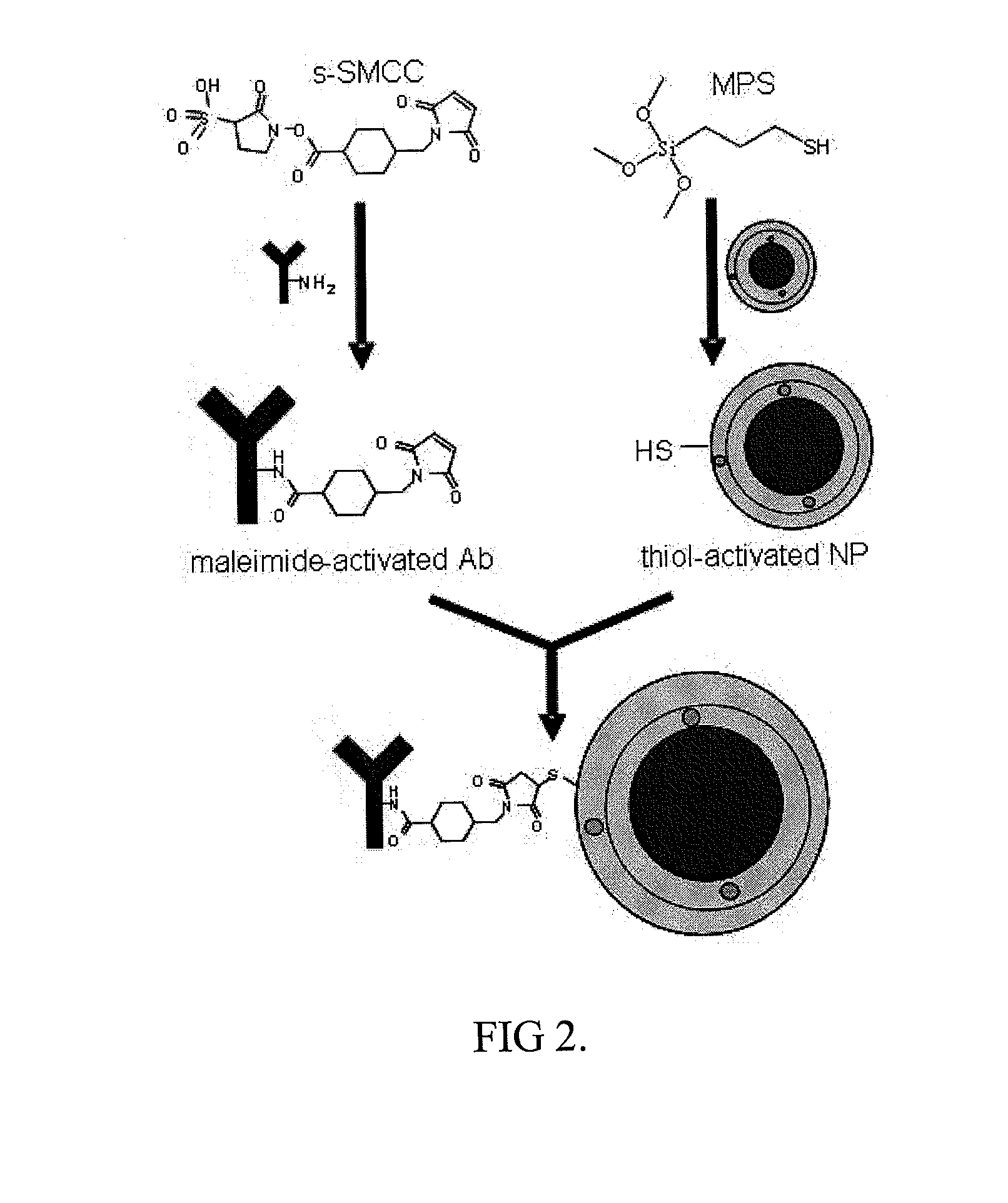 Multifunctional nanoparticles and compositions and methods of use thereof