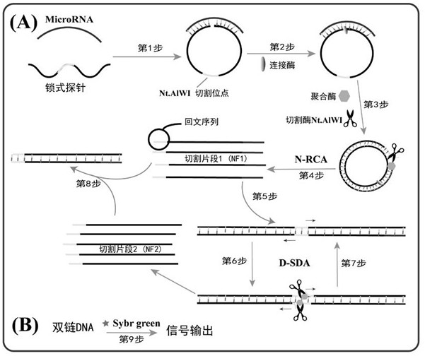 A method for detecting tumor biomarkers using palindromic lock probes