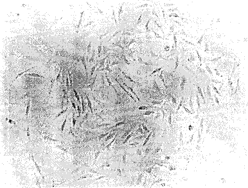 Method for sex determination of mammal