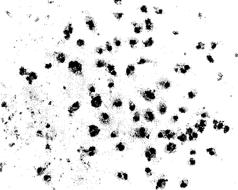 Method for sex determination of mammal