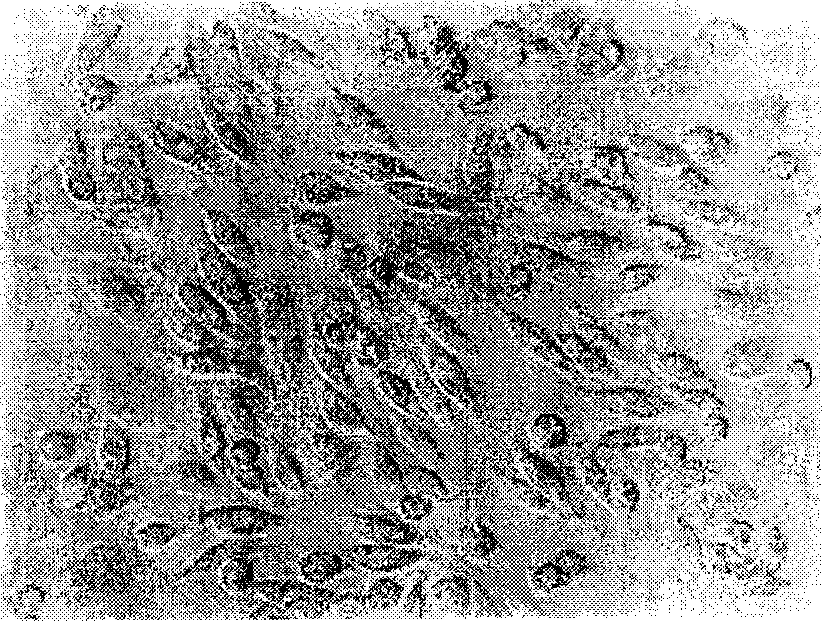 Method for sex determination of mammal