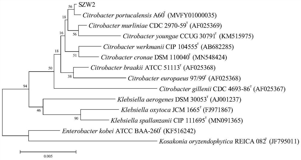 Citrobacter vinegaticus and application thereof in chloramphenicol removal and phosphorus and potassium dissolving