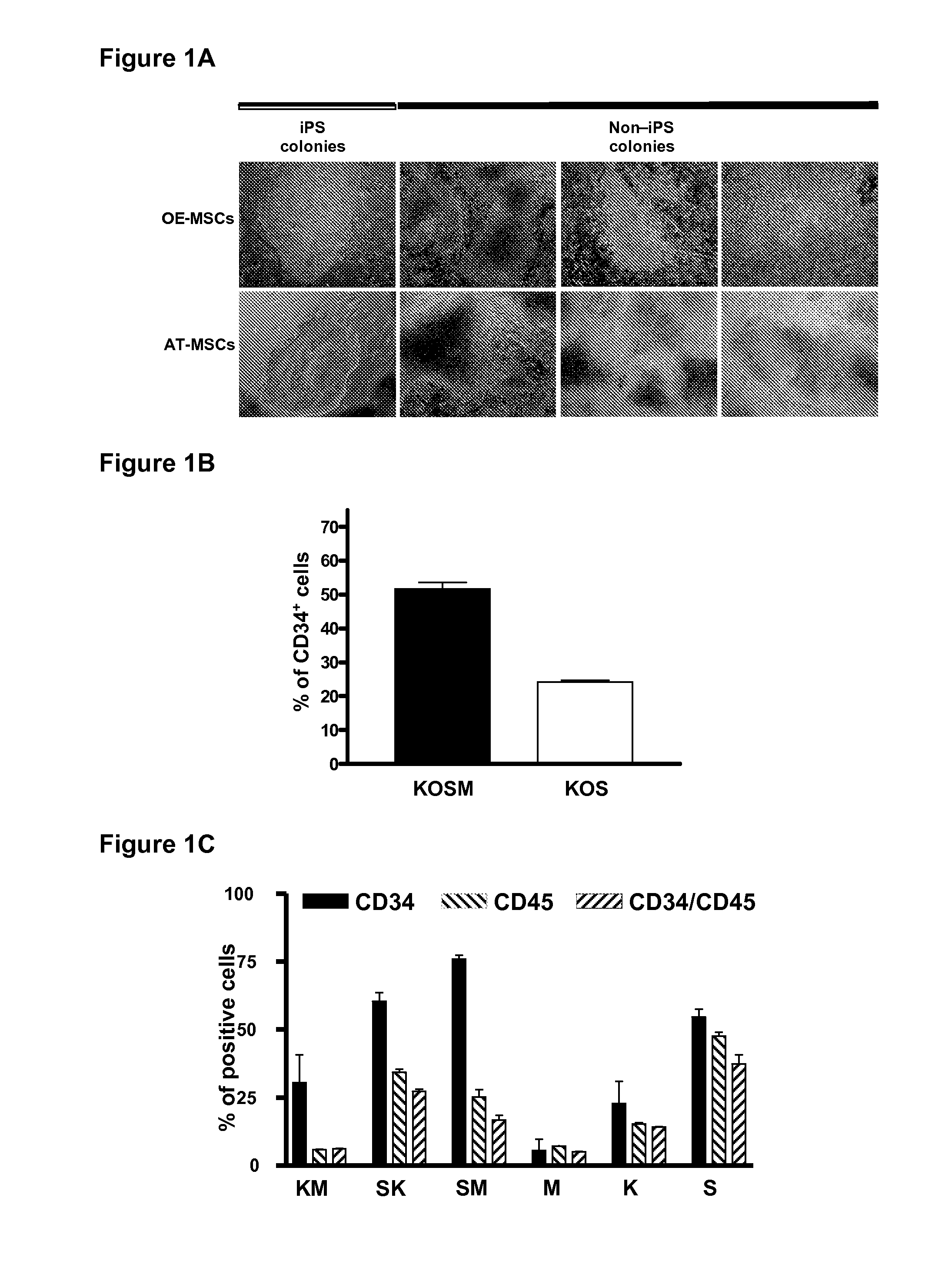 Formation of hematopoietic progenitor cells from mesenchymal stem cells