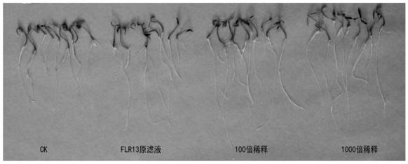 A kind of dark septate endophyte fungus on blueberry roots and application thereof