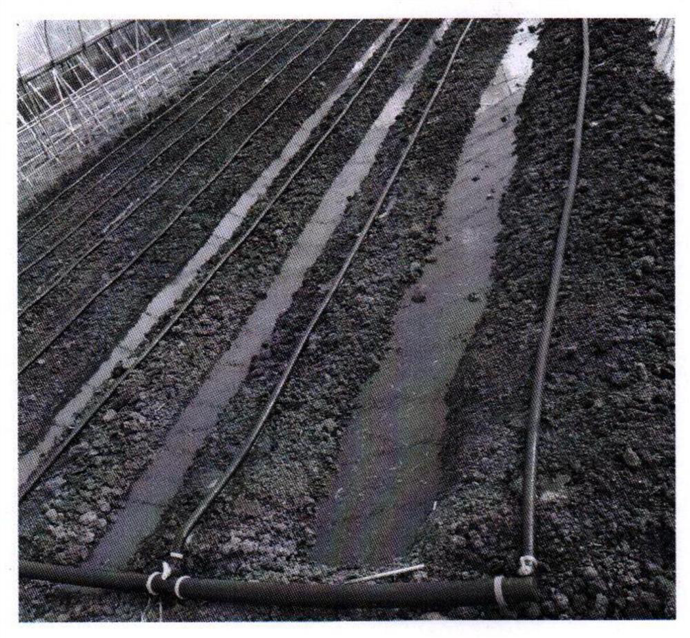 Greenhouse early spring arrowhead ridging and black film covering cultivation method