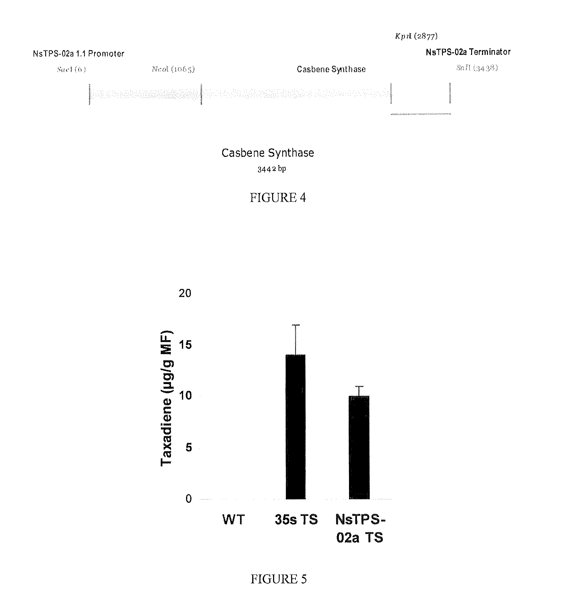 System For Producing Terpenoids In Plants