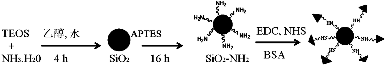 A bovine serum albumin detection probe and its preparation method and application