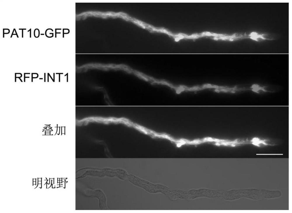 Construction method and application of fluorescence marker for pollen tube vacuole of plant