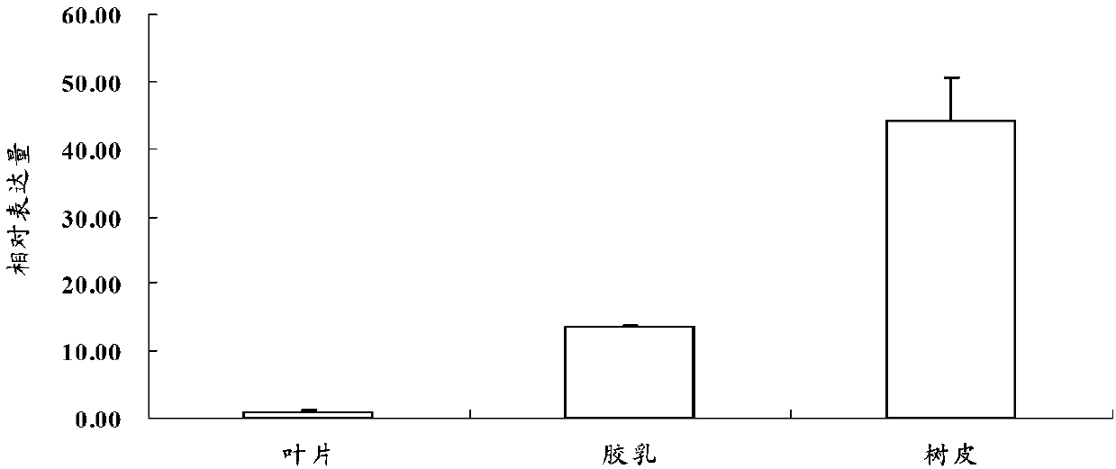 Phosphofructokinase and application of coding gene thereof