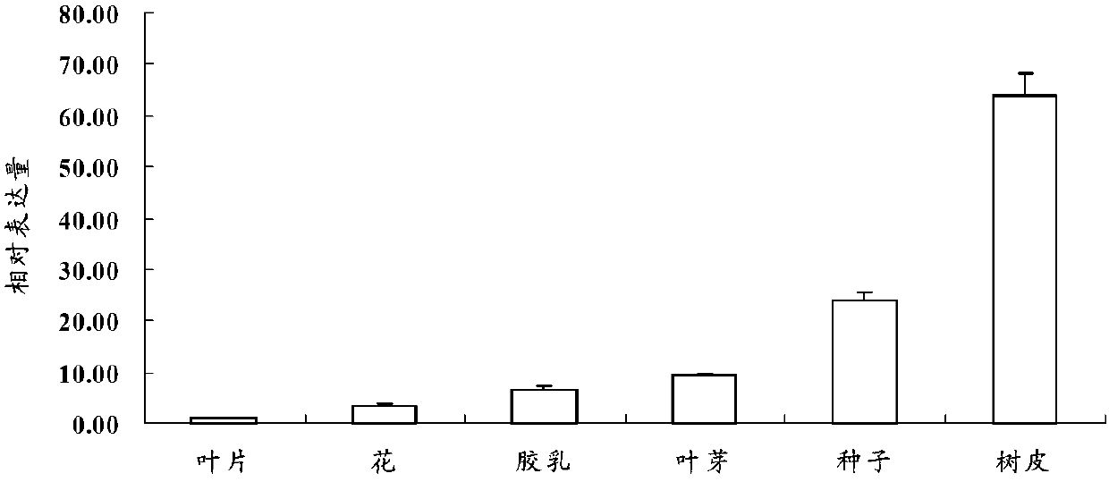 Phosphofructokinase and application of coding gene thereof