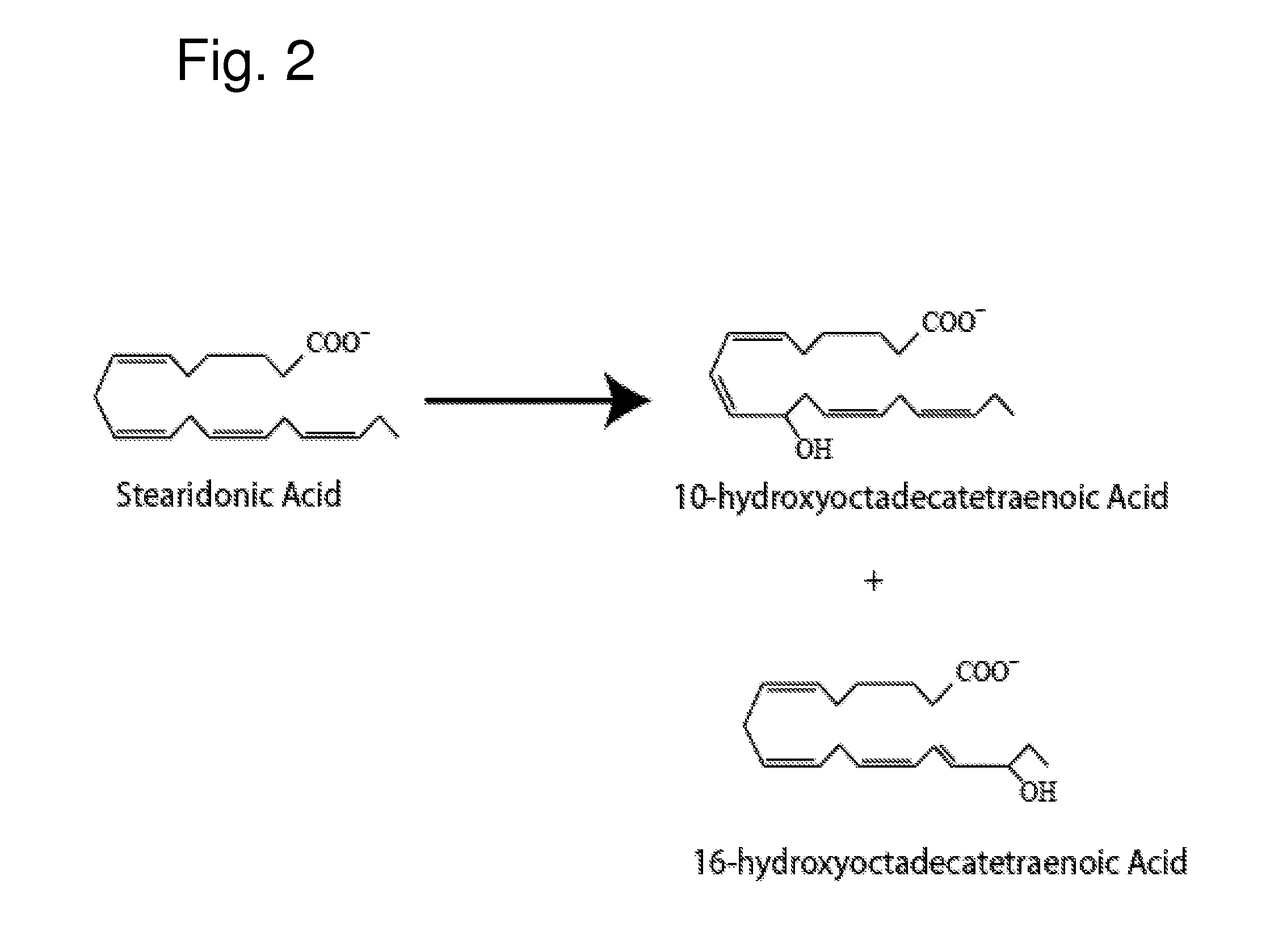 Oxylipins from stearidonic acid and gamma-linolenic acid and methods of making and using the same