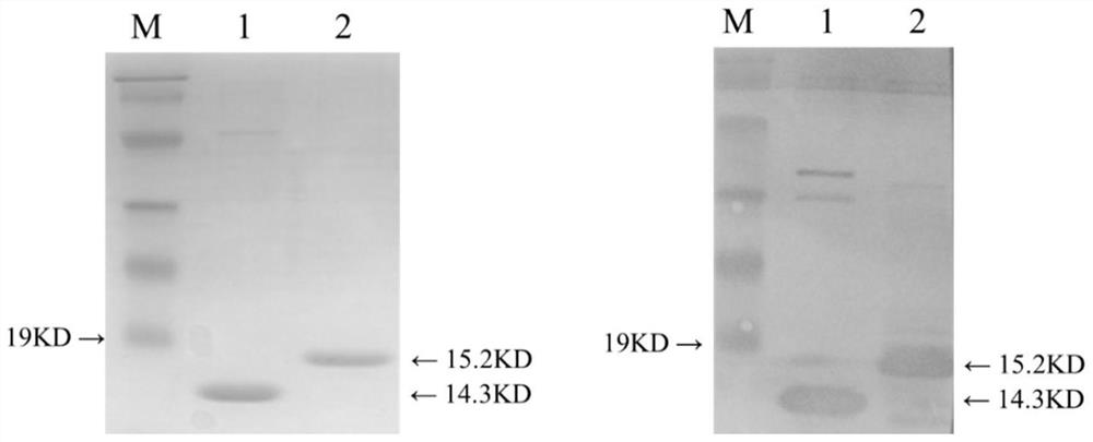 Recombinant bacterium for expressing SEF14 functional fimbriae and application of recombinant bacterium