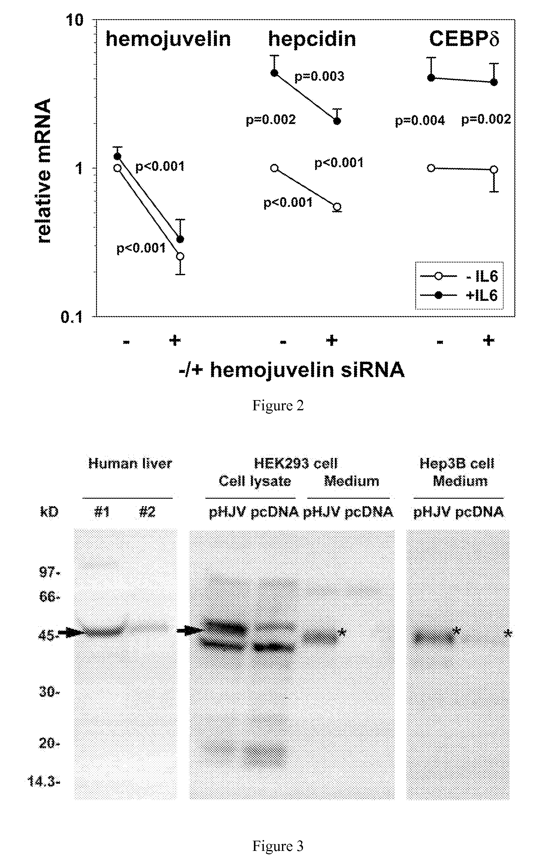 Competitive Regulation of Hepcidin mRNA by Soluble and Cell-Associated Hemojuvelin