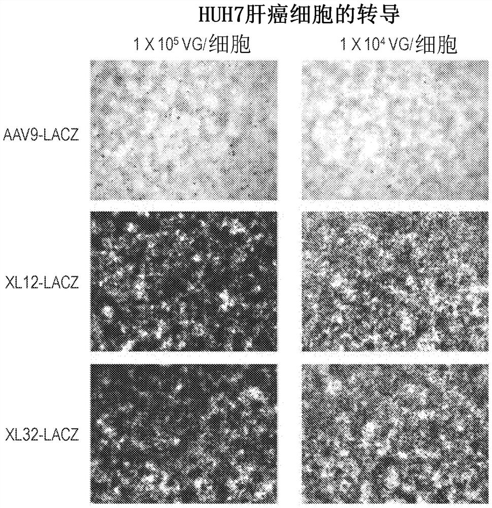 Synthetic liver-tropic adeno-associated virus capsids and uses thereof