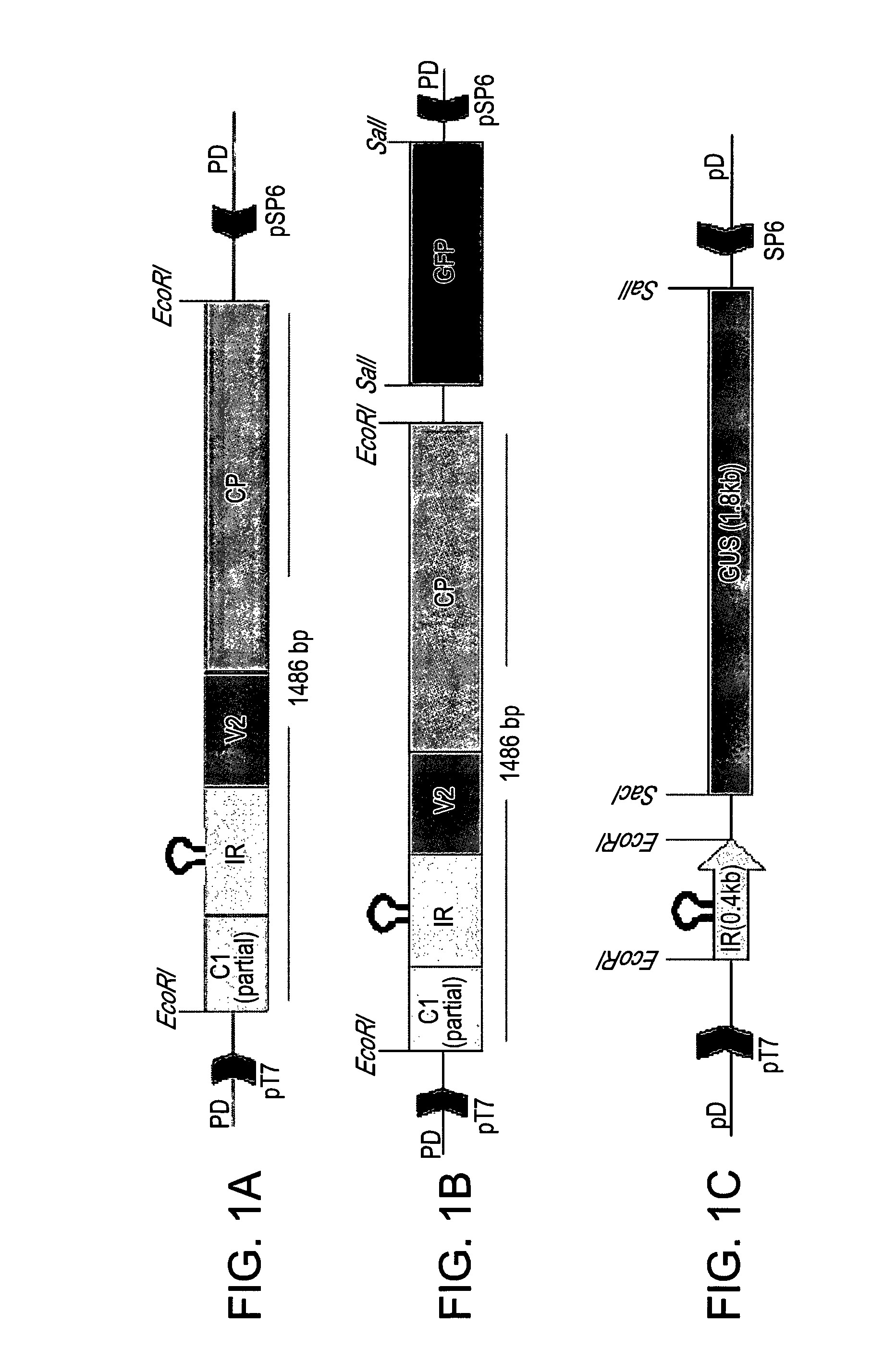 Plant expression constructs comprising and uses thereof