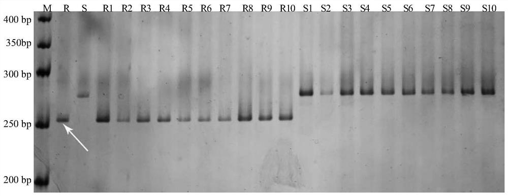 Molecular marker closely linked with wheat bipolaris sorokiniana black point resistant QTL and application of molecular marker