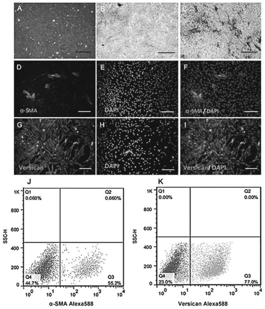 Method for promoting dermal papilla cells to induce hair regeneration through HHORSCs exosome