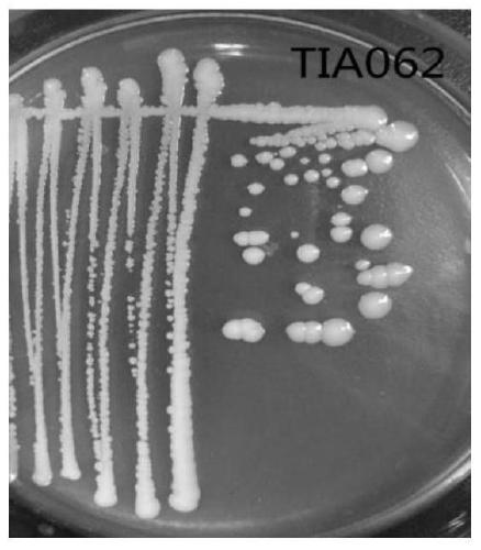 A salt-tolerant rhizosphere growth-promoting Enterobacter cloacae and its application